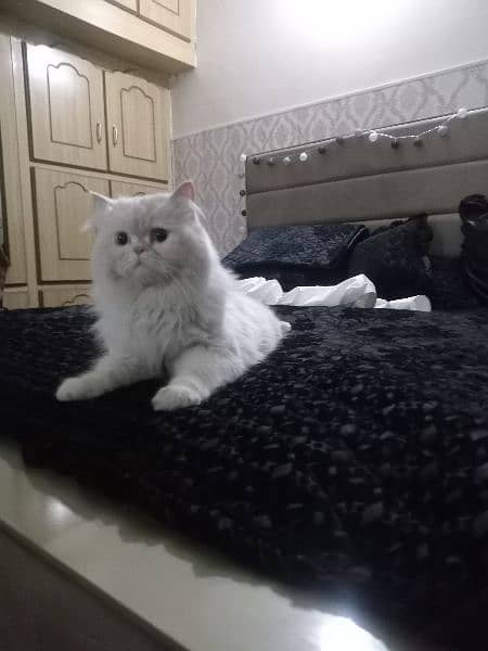 Persian cat female 0