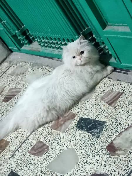 Persian cat female 1