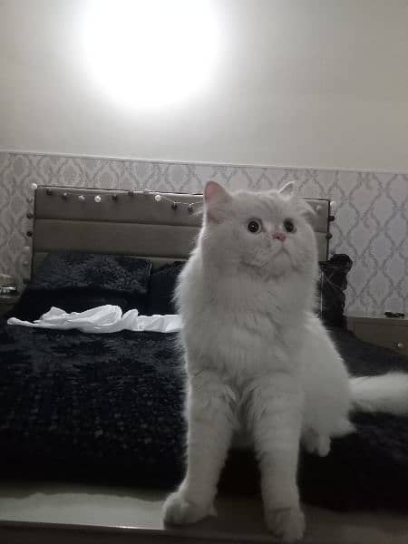 Persian cat female 2