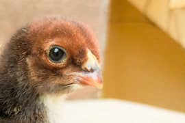 Aseel qandhari Parrot Beak Chicks 0
