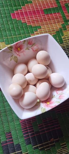 26 fertile eggs available for sale 0