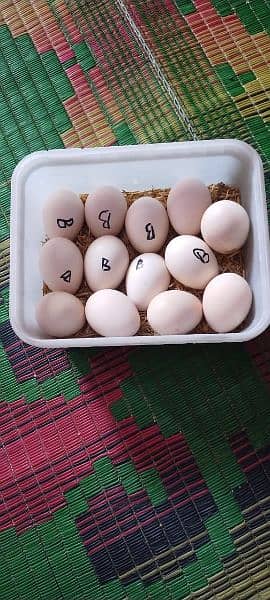 26 fertile eggs available for sale 1