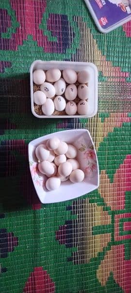 26 fertile eggs available for sale 2