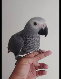 Grey Parrot Chick