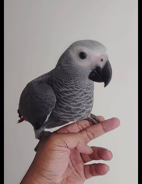 Grey Parrot Chick 2