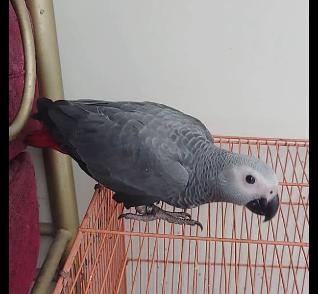 Grey Parrot Chick 4