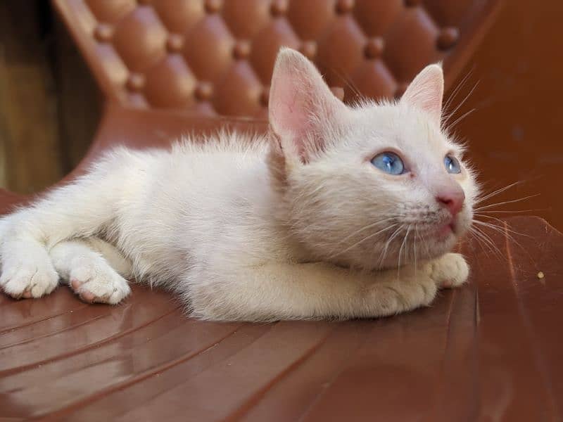 Persian kitten 2