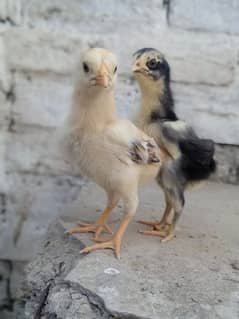 veitnam chicks pair