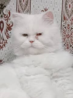 Mated Persian Female cat for sale