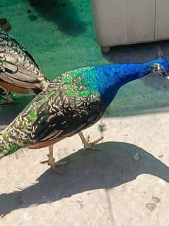 Peacock male black shoulder