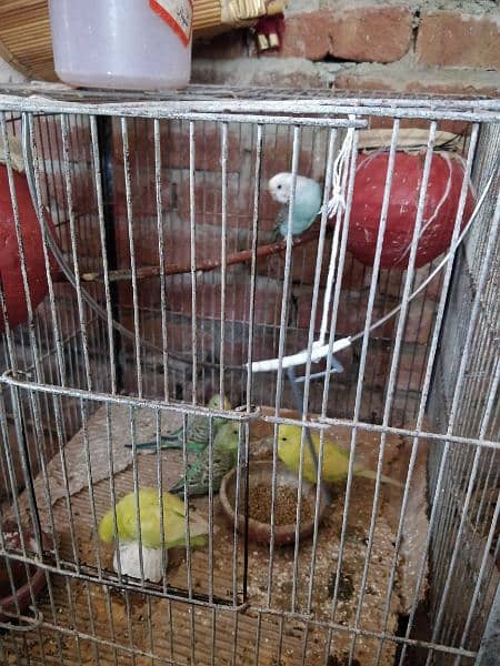 Australian parrots for sale at cheap rate (5pcs& 2 hatching eggs) 1