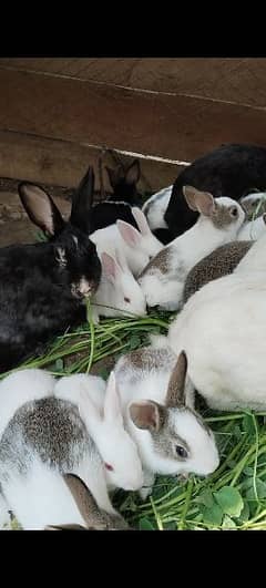 Rabbits and Heer white murja for sale.