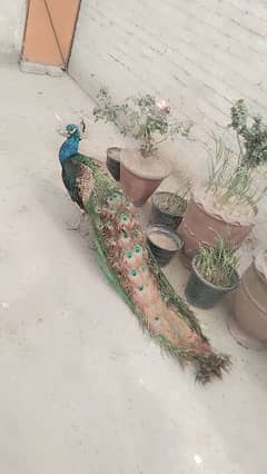 beautiful peacock 0