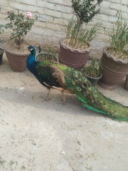 beautiful peacock 1