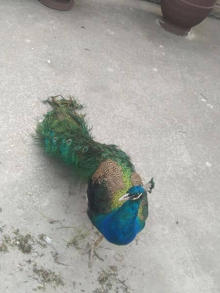 beautiful peacock 2