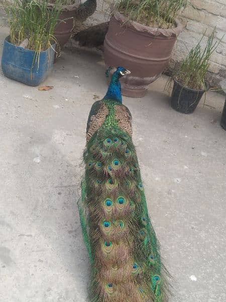 beautiful peacock 3