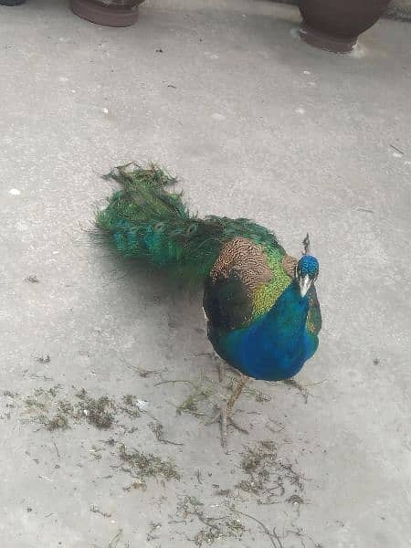 beautiful peacock 4