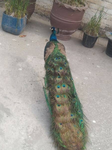 beautiful peacock 5