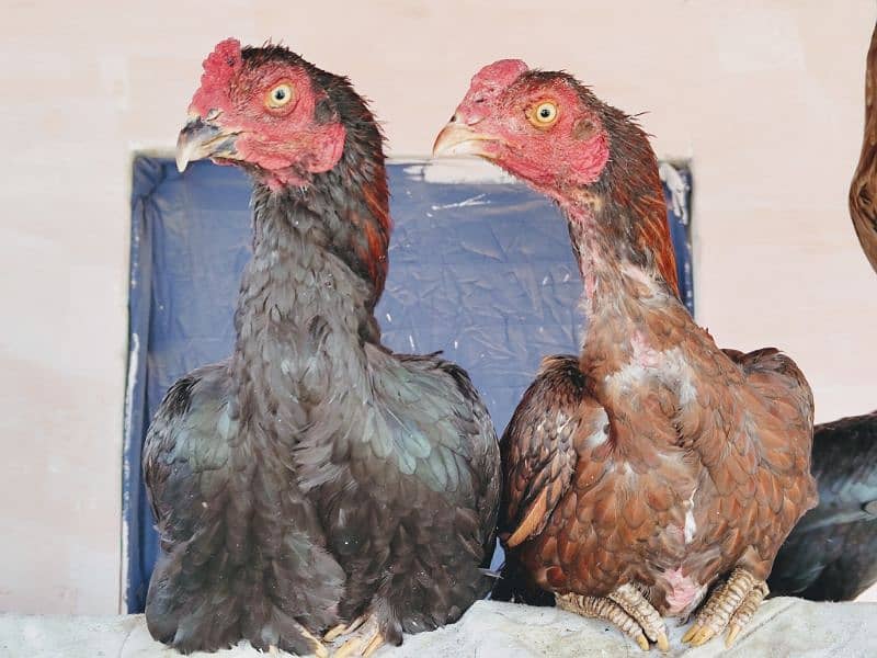 high quality aseel chicks breeder 11