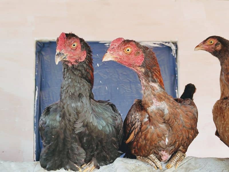 high quality aseel chicks breeder 12