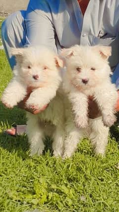 Show clas pevar Russian podal puppies Long curted 75 days for sale