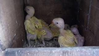 Yellow Chicks Available