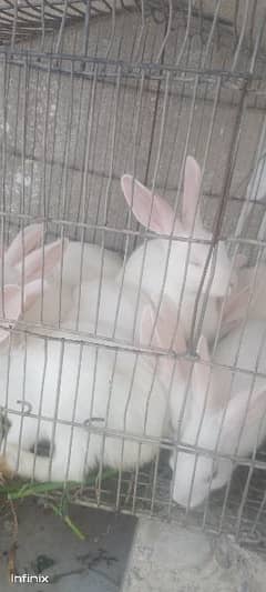 rabbit pairs available