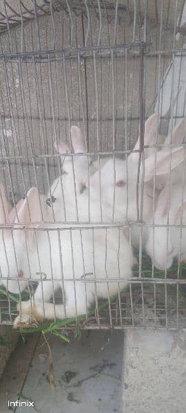 rabbit pairs available 1