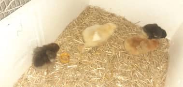 golden buff chicks and crossbreed