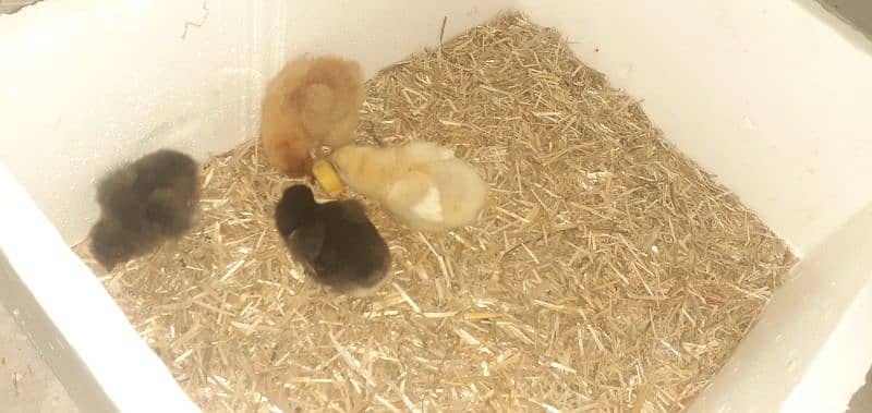 golden buff chicks and crossbreed 1