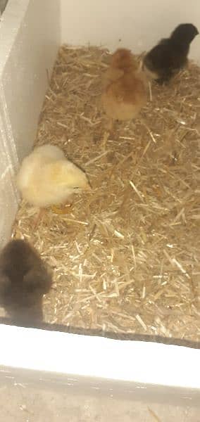 golden buff chicks and crossbreed 2