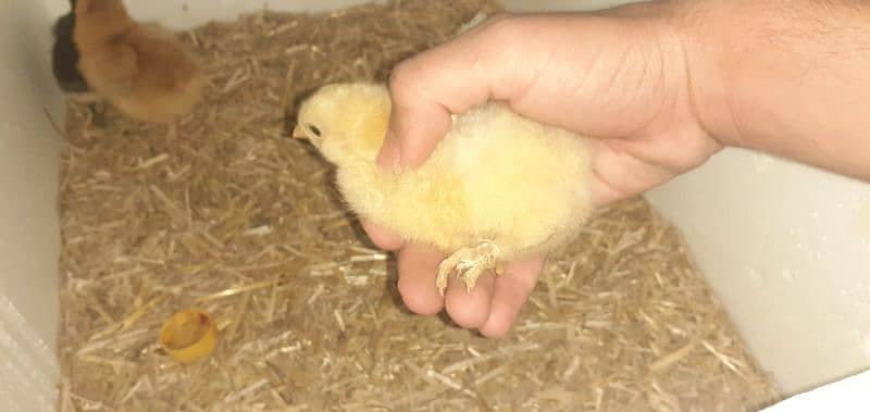 golden buff chicks and crossbreed 3