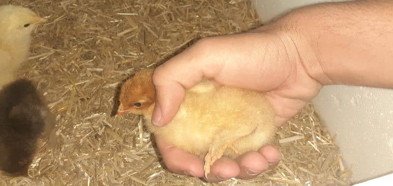 golden buff chicks and crossbreed 5