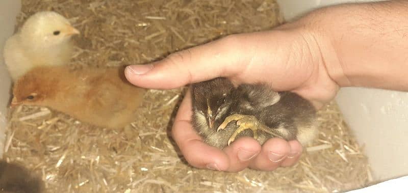 golden buff chicks and crossbreed 6