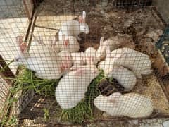 Red Eyes white Rabbits for sale 0