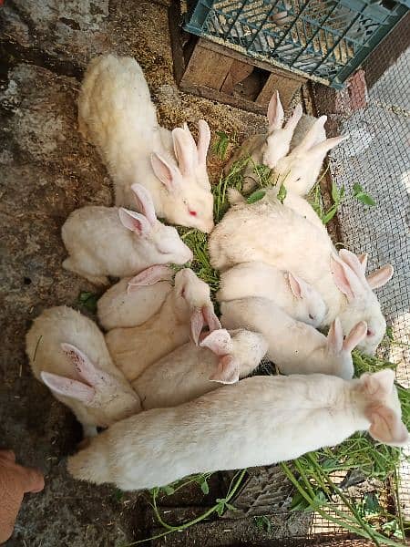 Red Eyes white Rabbits for sale 1