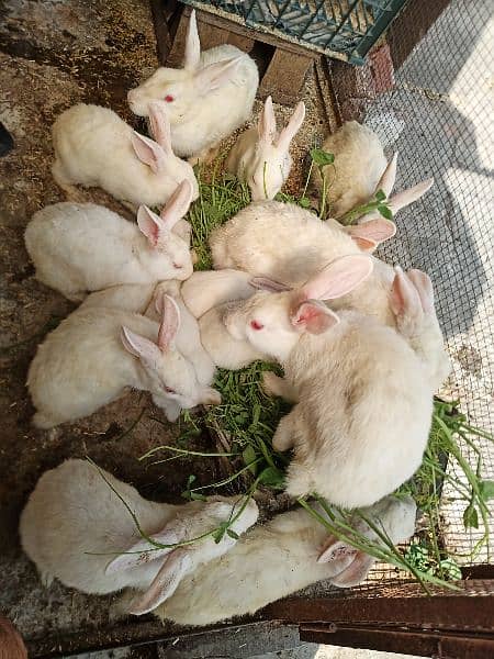 Red Eyes white Rabbits for sale 2
