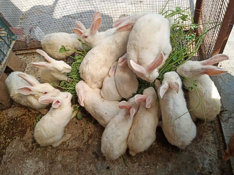 Red Eyes white Rabbits for sale 3