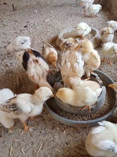 Aseel Chicks Lasani For Sale 1 month Age