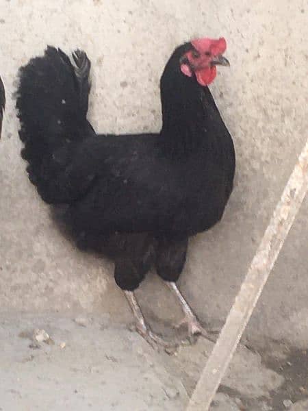 this female will start eggs in 15 to 25 days inshallah 1