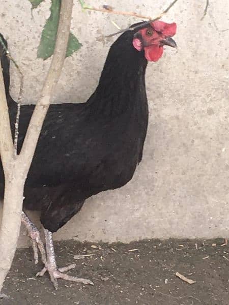 this female will start eggs in 15 to 25 days inshallah 3