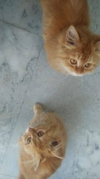 Persian cats 2