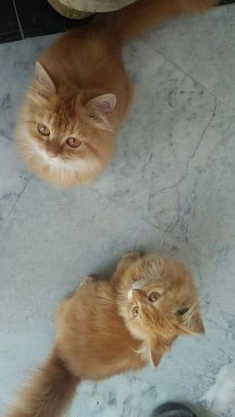 Persian cats 6