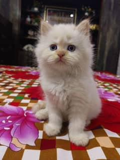 White and brown Persian kitten