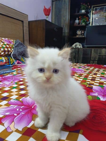 White and brown Persian kitten 1