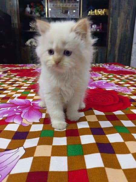 White and brown Persian kitten 2