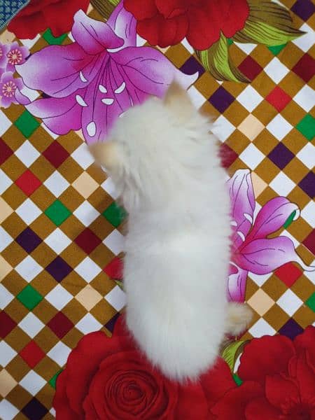 White and brown Persian kitten 3
