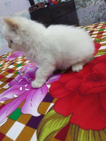 White and brown Persian kitten 4
