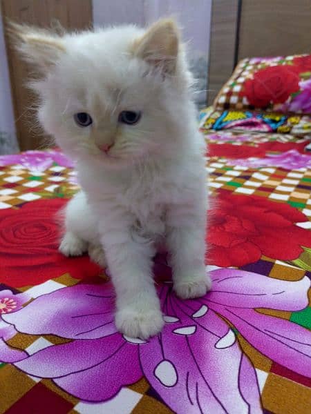 White and brown Persian kitten 5