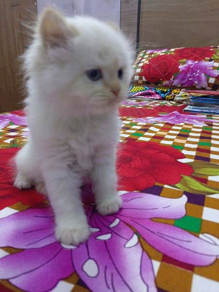 White and brown Persian kitten 6